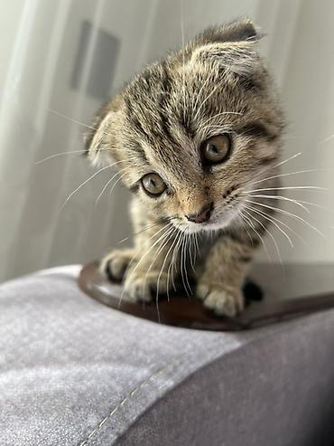 Продажа кошек: Шотландские вислоухие котята (Scottish Fold) - Порода: шотландская — 2