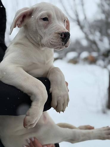 Psi: Na prodaju ZDRAVA ženka dogo argentino, stara 2.5 meseca, redovno — 9
