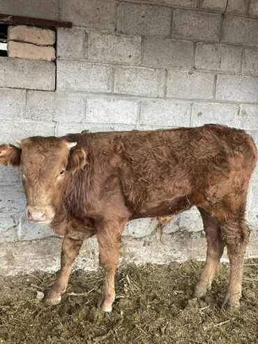 щенок такса: Продаю | Музоо, торпок | Симментальская | На откорм