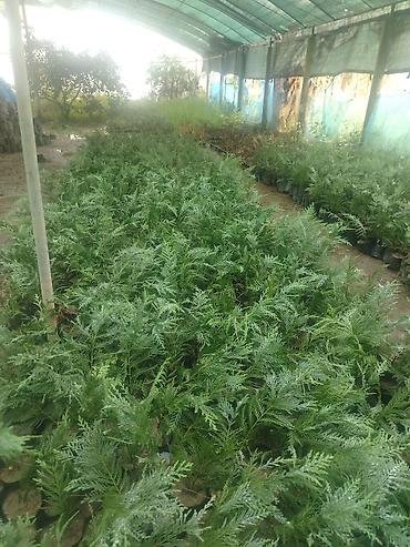 zeytun agaci qiyməti: Leylandra limonnu yolka şitilleri satisda qiymet topdan 1 manat — 2
