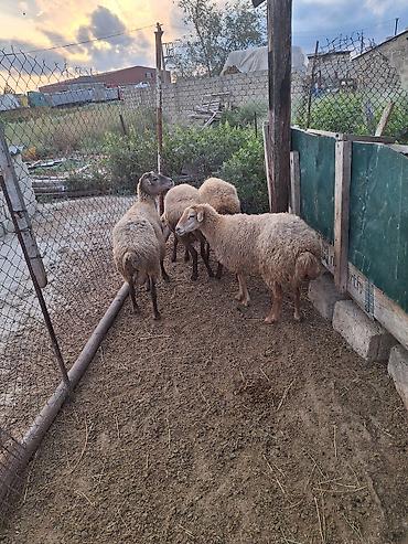 3 4 qarın doğmuş heyvanlardı damazlığ heyvanlardı