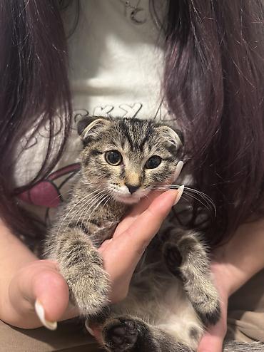 кошка куплю: Срочно ‼️ ищем дом и любящую семью для котенка девочка 3 месяца и — 3