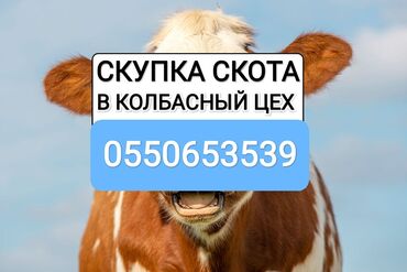 продаю телёнка: Куплю | Коровы, быки, Лошади, кони, Другие с/х животные | Круглосуточно, Любое состояние, Забитый