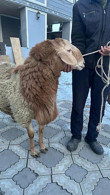 Баран, овца: Продаю | Баран (самец) | Арашан | Для разведения | Племенные — 1