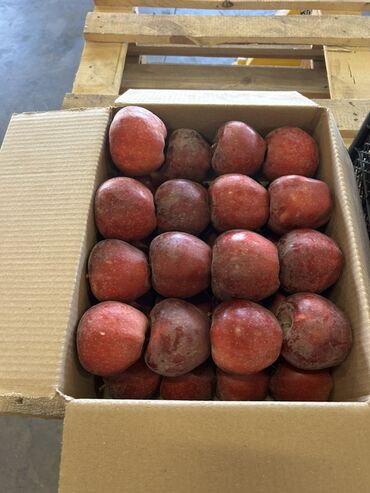 Яблоки: Яблоки — 1