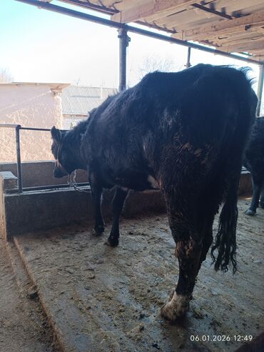 Коровы, быки: Продаю | Корова (самка) | Полукровка | Для разведения | Стельные — 6