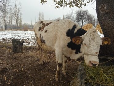 дойные коровы бишкек: Продаю | Корова (самка) | Ангус, Голштин, Алатауская | Для молока | Племенные, Осеменитель, Стельные