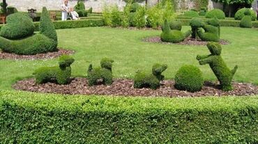 Декоративные деревья: Саженцы деревьев: Платная доставка — 3