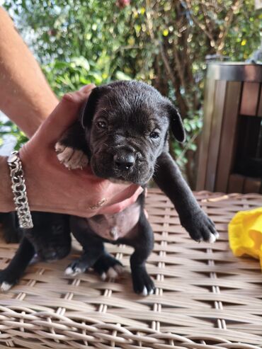 İtlər: 1 ay, Peyvəndli, Rayonlara çatdırılma, Ünvandan götürmə, Pulsuz çatdırılma — 13