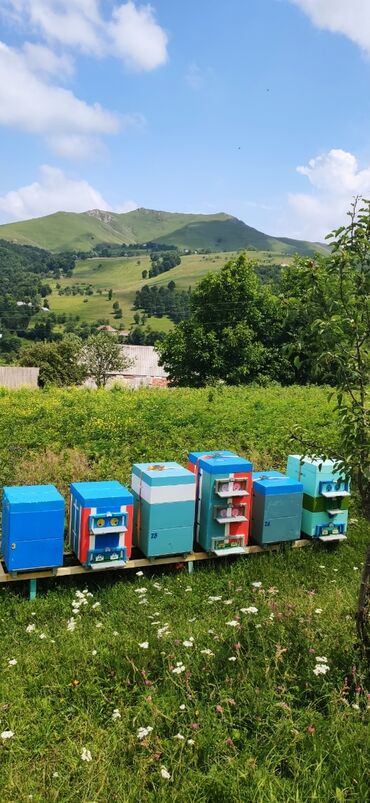 Bal: Elf bee's 1977 eco product for health and longevity tovuzun -da lalafo.az — 11 Bal: Elf bee's 1977 eco product for health and longevity tovuzun — 11