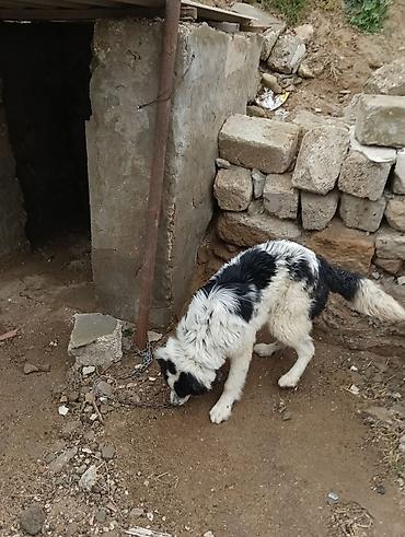 İtlər: Salam 8ayliq kucuydu dişidi maturxanin nəticəsidi.ite gedir amma — 4