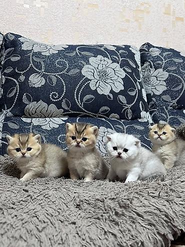 котедж слив пантера: Выставляются на бронь шотландские котята, “ фолды и страйты” золото и — 2