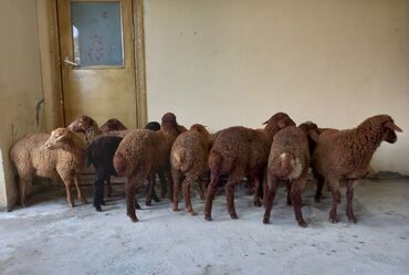 Inəklər, öküzlər: 13 Qırmızı quzular satlır