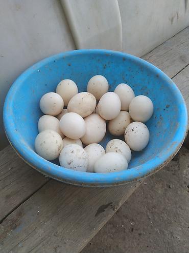 hundusqa yumurtasi: Teze lal ördek yumurtası satılır.Qiymet.1 — 1