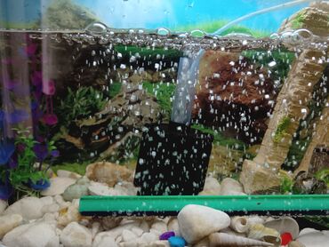 Akvariumlar: Tam komplekt akvarium seti - Şüşə akvarium, üst qapaqlı - Daxili — 9