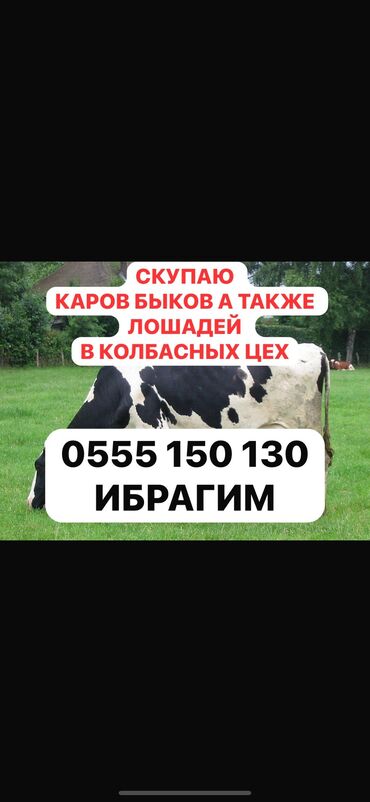 кормушка для коров: Куплю | Коровы, быки, Козы, козлы, Лошади, кони | Круглосуточно, Любое состояние, Забитый