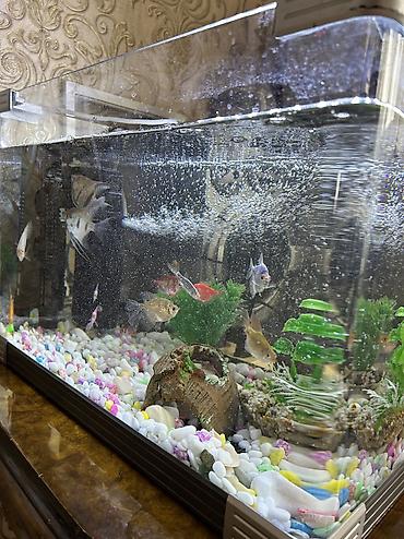 xiaomi akvarium: Akvaryum 35 LT Su tutur içərisində 10+ rəng bərəng balıqlar var — 1