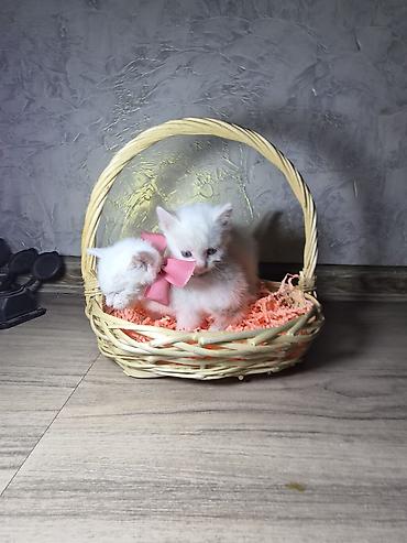 кошеи: Бирманская, 1 месяц, Мальчик, Белый, Проглистована — 8