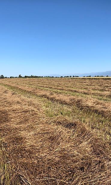 Эспарцет: Эспарцет. Семенное хозяйство Победитель. сорт: Иссык Кульский. 2 — 12