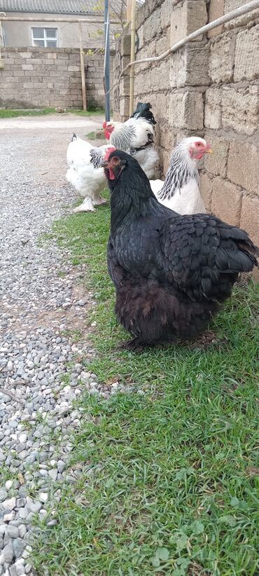 Toyuqlar: Brahma toyuqları – yumurtacı və ətlik iri cins 3 toyug 1 xoruz 280 m — 1