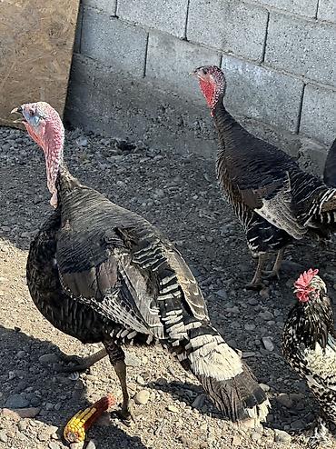 Птицы: Самки и самцы — 13