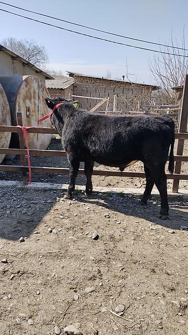 Коровы, быки: Продаю | Бык (самец) | Бельгийская | На откорм | Привязанные — 4