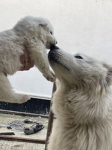 İtlər: Samoyed — 8