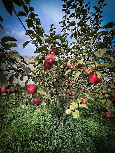 алмалар: 🍎 ЯБЛОКИ ИЗ ИССЫК-КУЛЯ — ПРЯМО К ВАШЕМУ ДОМУ! 🏡 Свежие, сочные яблоки — 1