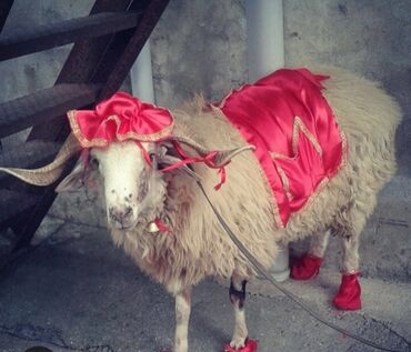 Qazanlar: Özəl tədbirlər və qurban kəsmə mərasimləri üçün nəzərdə tutulmuş
