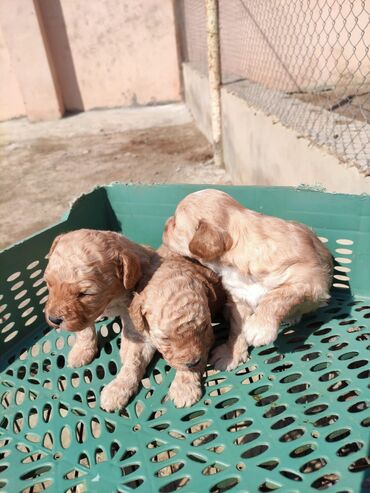 it axtarilir: Labrador-retriver, 1 ay, Erkek