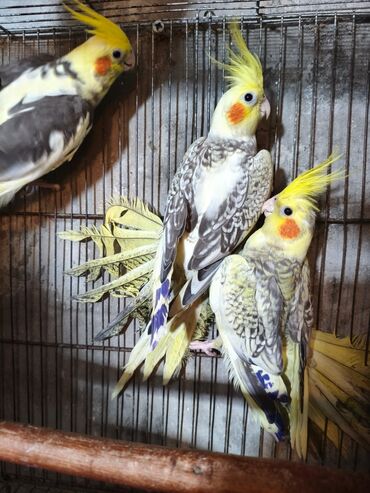 Tutuquşları: Salam. ENDİRİMLƏR🦜🐦 DANIŞAN VƏ DANIŞMAGA HAZİR OLAN QUŞLAR — 5