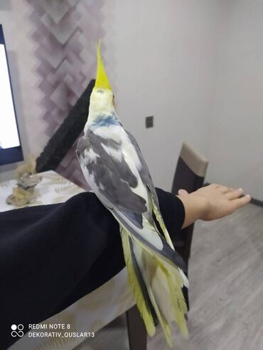 Tutuquşları: Salam danisan quslar satilir. Yaslari ferqlidir. Quslar dislemir — 5