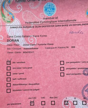 İtlər: Kane-Korso, 3 ay, Erkek, Sənədli — 11