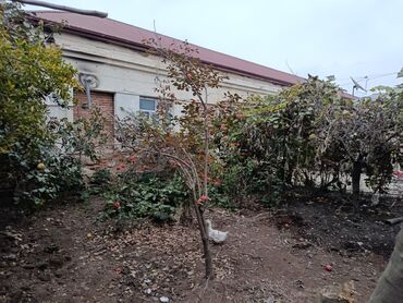 Həyət evləri və villaların satışı: Satılır: Ünvan Salyan Rayon Taleh Davudzade küçəsi Pambıq Zavodu — 6