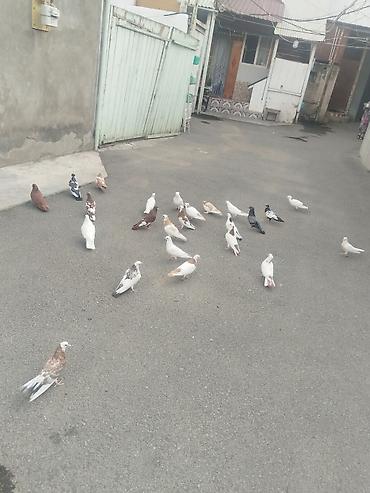 Quşlar: 27 quş satılır 140 manat gəncə təcili — 8