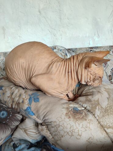 Коты: В связи с переездом продам за 2000 сом, котика порода Сфинкс -