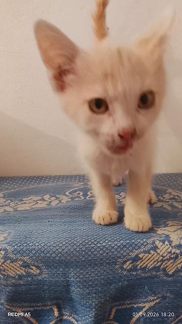 вет: Котёнок рыже-белого окраса - Домашний короткошёрстный котёнок с ярким — 2
