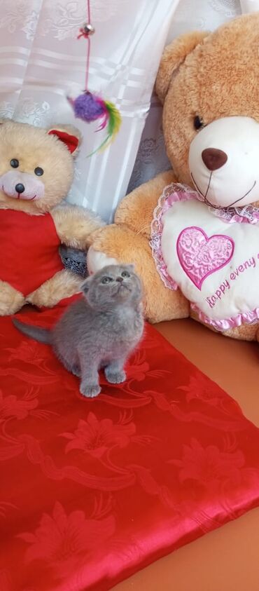 Pişiklər: Britan yastı qulaq, Erkək, Dişi, Yaxşı əllərə, Ünvandan götürmə, Pulsuz çatdırılma, Ödənişli çatdırılma — 149