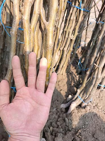 Малина: Малина — 7