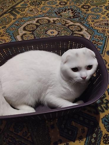 Кошки: Шотландская вислоухая — 3