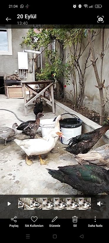 ördək balası haqqında məlumat: Muscovy ördəkləri (Indoutka) – qarışıq rənglərdə sürü - Növ: Muscovy — 4