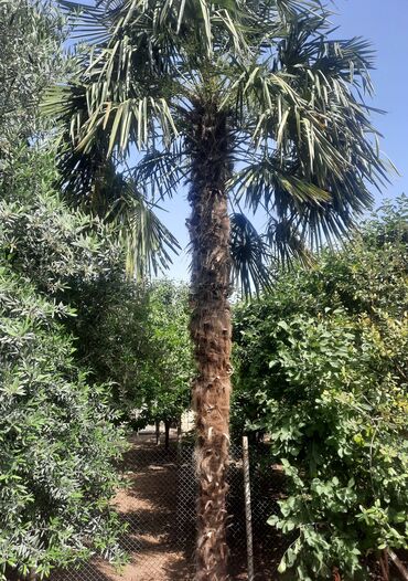 Ağaclar: Palma ağacı, 10 illik, hündürlüyü 6m
Alan adam özü çıxaracaq