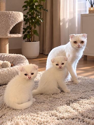 Продажа кошек: Скотиш Фолд (Шотландская вислоухая), 2 месяца, Девочка, Белый, Приучена к лотку — 1