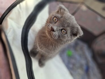 британская короткошерстная цена: Шотландский вислоухий котёнок (Scottish Fold) - Окрас: сплошной серый