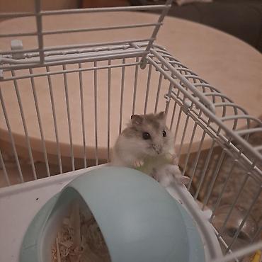 Qəfəslər: Cırtdan hamsterlər və tam dəst qəfəs satilir Sevimli və mehriban — 4