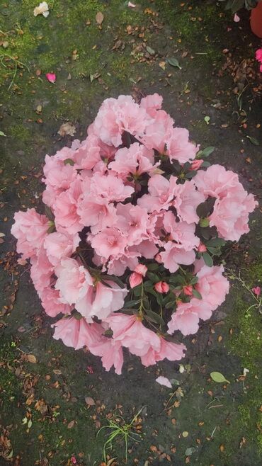 çiçek: Azaliya dibcekde boyuk 27 azn 🥰 inci_ciceklerim instagram sehifemizi