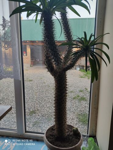 пальма мадагаскарская: Мадагаскарский кактус (пальма).Длина 1.30м