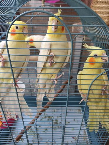 Qəfəslər: Qəfəslər quşlar — 6