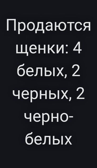 щенки русского той терьера: Иттер сатылат