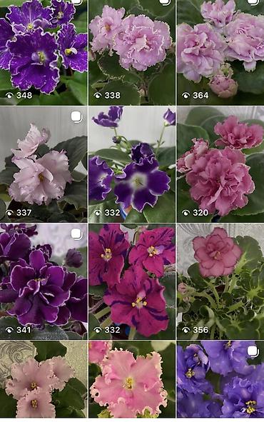 Фиалки и глоксинии: Фиалочки!!! Продам: 1. Укорененные черенки стандартных сортовых — 35